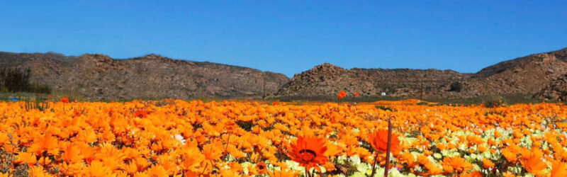 Header background image