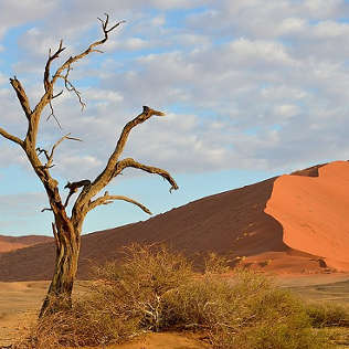 namibia car rental