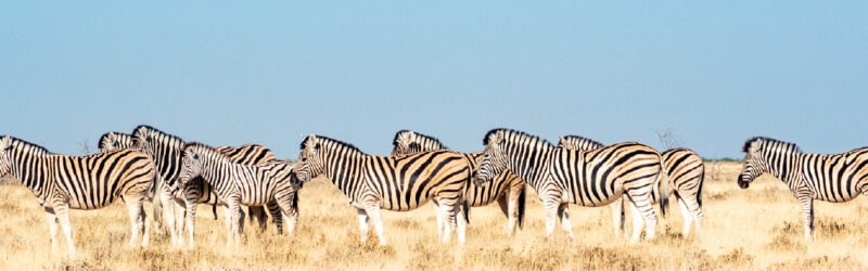 Header background image